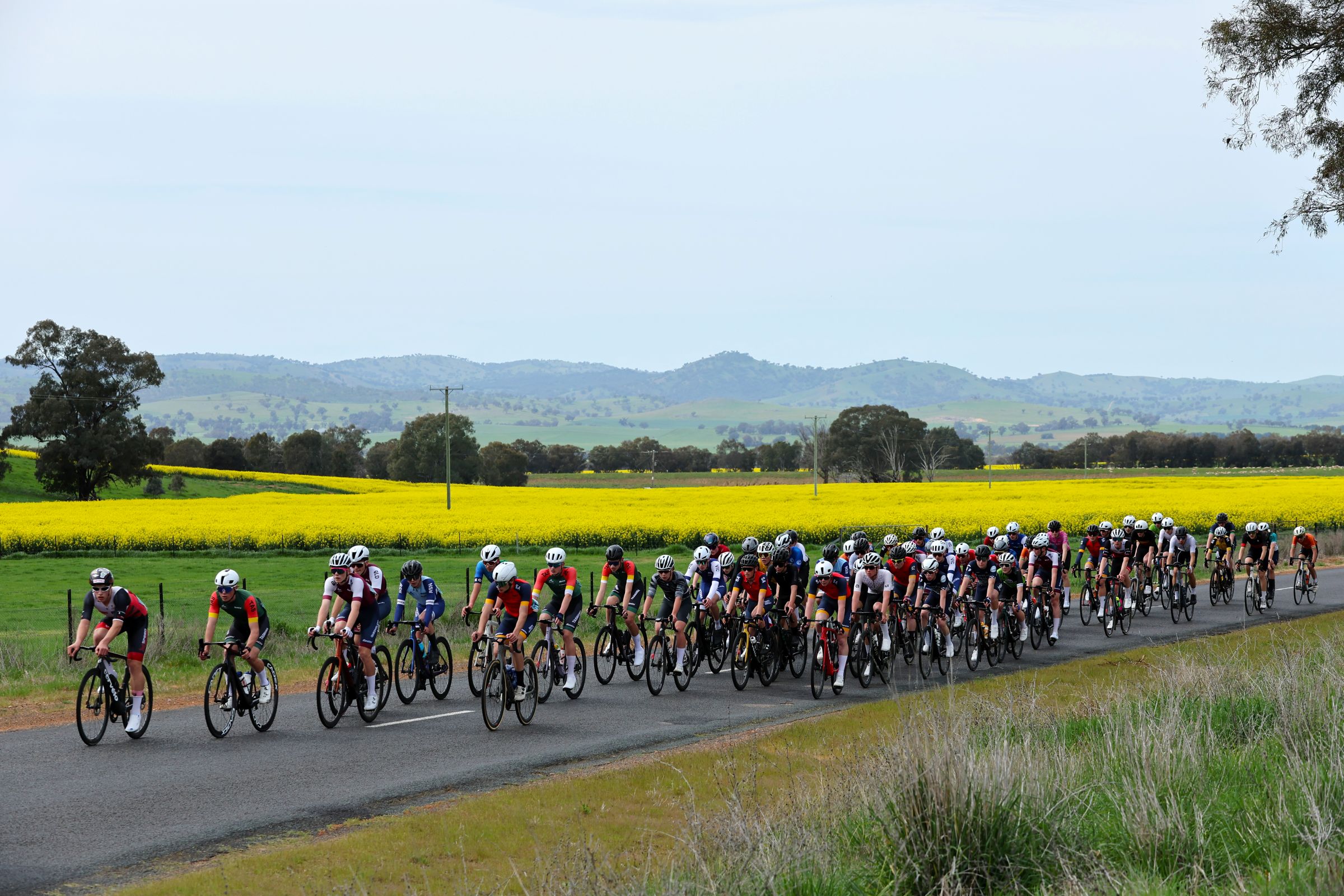 The peloton passes the golden canola fields during the women's masters road race at the 2025 AusCycling Junior and Masters Road National Championships kin Wagga Wagga